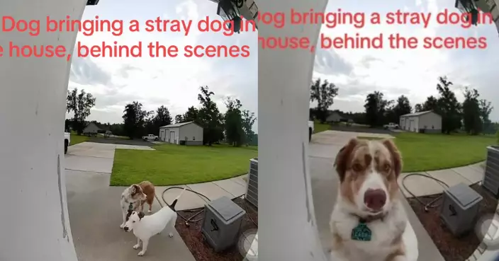 醒目澳洲牧羊犬自行開門帶流浪犬返家 女飼主被迫暫時收編哭笑不得