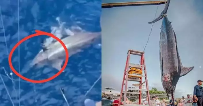 美漁船捕獲571KG巨型藍馬林魚 重量與目前世界紀錄僅差64KG