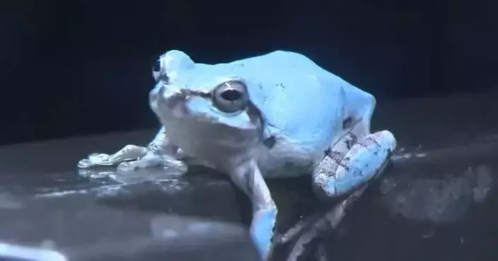 出現機率僅10萬分之1 日本水族館展出夢幻「水藍色青蛙」吸遊客到場觀賞