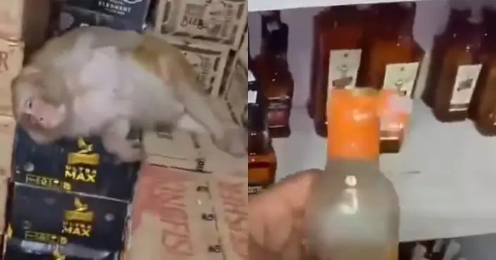闖酒舖抓傷店員 印度懷孕母猴狂飲半瓶伏特加後醉倒趴啤酒箱熟睡