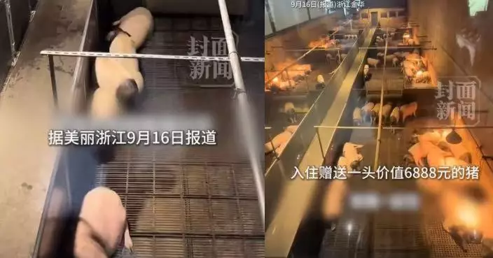 每晚¥8,888元！浙江「豬景房」爆紅 住一晚可帶走一頭活金華兩頭烏豬