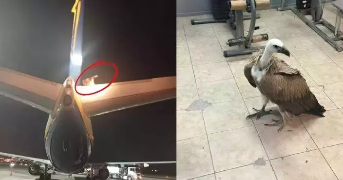 禿鷹停留客機尾翼累瑞安航空起飛受阻 消防員到場移走「不速之客」