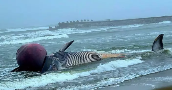 日本海灘驚現17米巨鯨屍體 腐爛膨脹恐隨時「鯨爆」 當局警告勿靠近