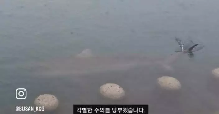 南韓釜山公園驚現3至4米巨鯊 一度游近步道 海警驅趕6小時仍未成功