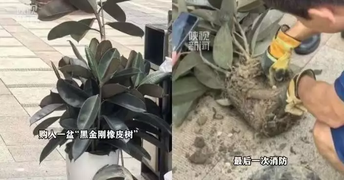 北京女網購盆栽 18日內接連竄出4條蛇 驚揭泥土內藏蛇蛋蛇皮