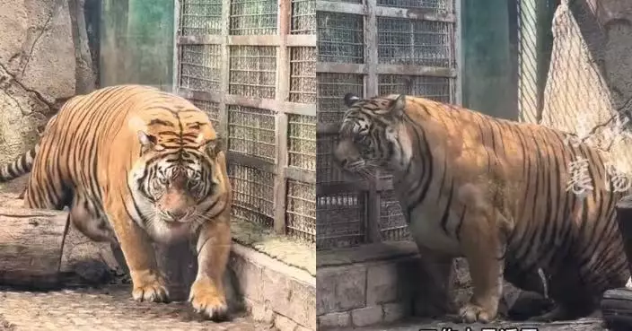 濟南動物園老虎身形圓潤爆紅 園方揭搶食兼少運動致超重 已啟動減肥計劃