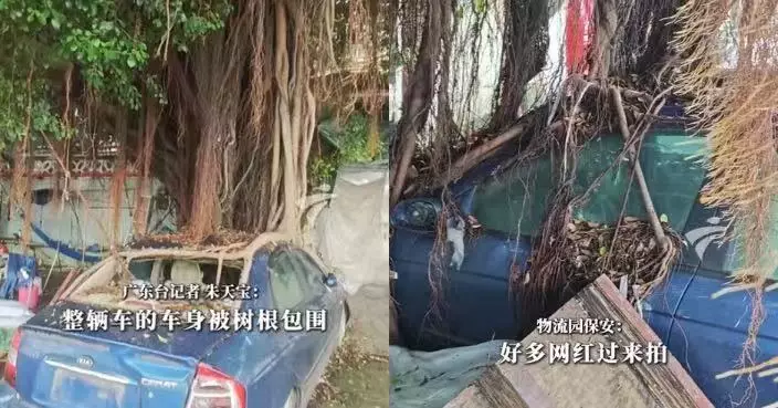 榕樹下泊足12年 廣州私家車遭粗大氣生根穿窗纏車身似被大樹「吞噬」
