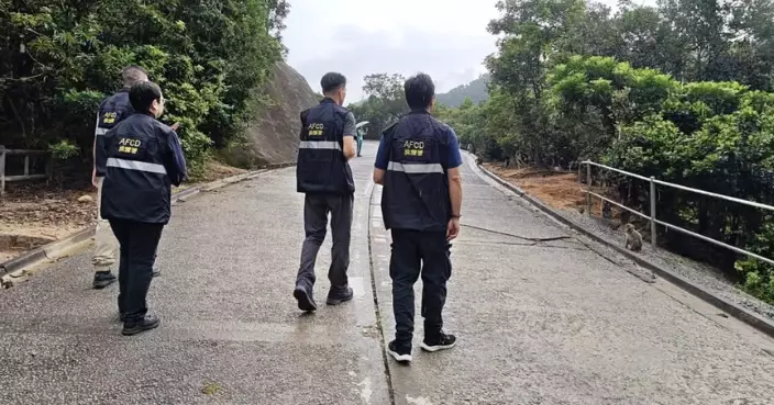 漁護署8月特別行動打擊非法餵飼猴子野豬 發出8張定額罰款通知書