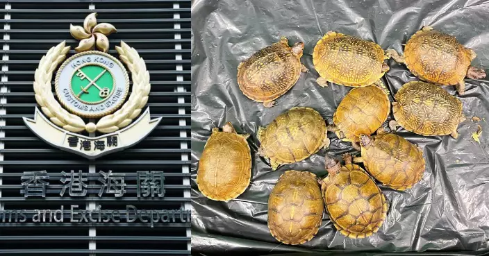 海關機場檢10隻懷疑受管制屬瀕危物種活龜 市值兩萬元