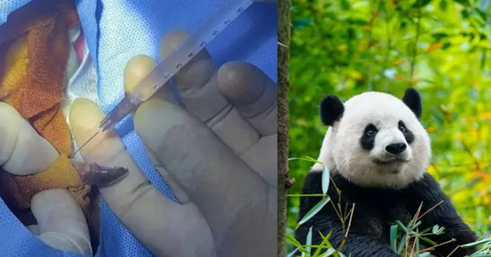 成都獨臂熊貓北俠全球首戴牙套！出生遭母誤傷截肢歪面　靠牙套重拾正常咀嚼功能