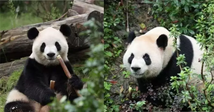 大熊貓「平平」「福雙」抵亞特蘭大動物園 將接受一個月檢疫隔離