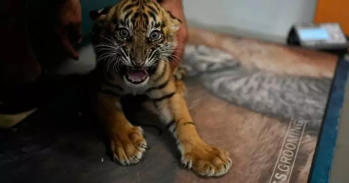 希臘動物園誕生三隻蘇門答臘虎幼崽 助建瀕危物種後備族群