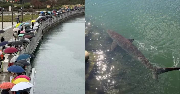 釜山北港驚現3.5米鯊魚　遊客越禁越湧　中秋連假累計56萬人次圍觀