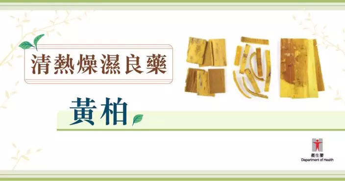 清熱燥濕良藥 ── 川黃柏與關黃柏