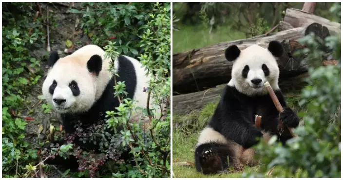 習近平宣布大熊貓「平平」「福雙」將落戶美國亞特蘭大動物園