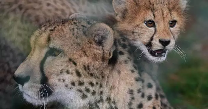 布拉格動物園五獵豹幼崽捱過風暴母病 情況良好