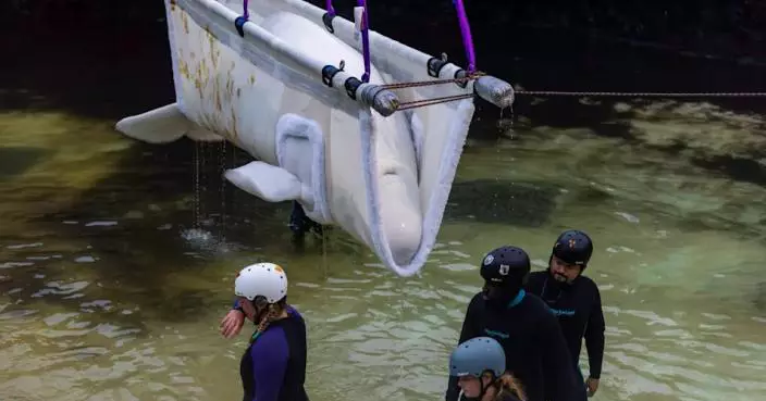 加國海洋公園送走最後圈養鯨豚 全球最大遷移行動落幕 訓練員淚別：像失去親人