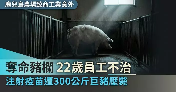 為豬隻打疫苗 日本男員工遭300KG巨豬壓倒昏迷 送院搶救3小時不治