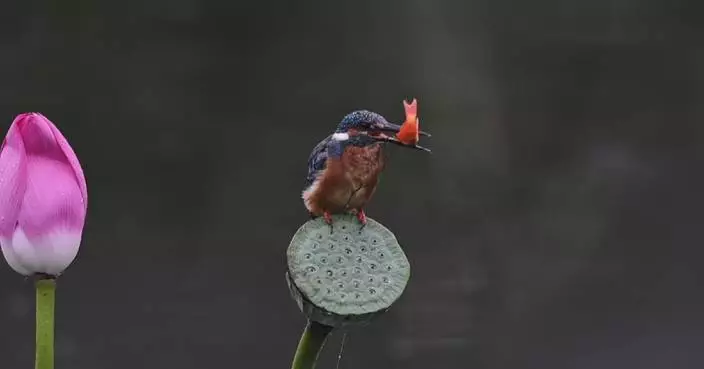 翠鳥華北捕魚吞食 攝影師捕捉精彩瞬間