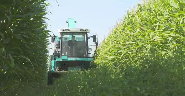 中國2025年牧草種植面積達773萬公頃
