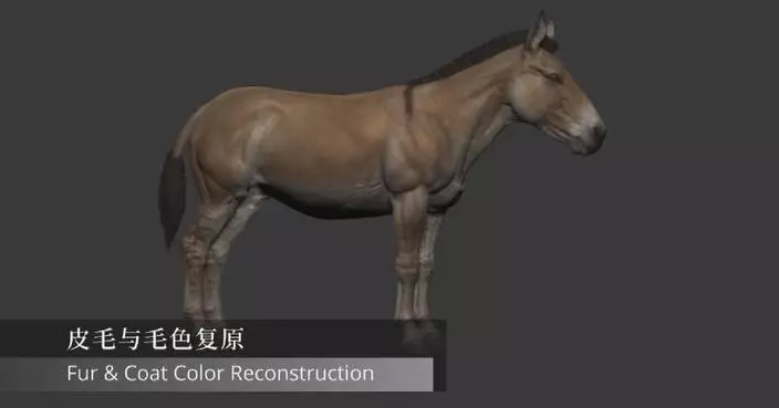 中美團隊首次3D重建滅絕古馬 揭奧氏馬百年謎團