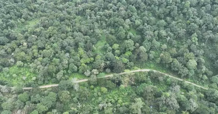 中國普洱完成古茶樹數碼建檔 景邁山推智能平台保育