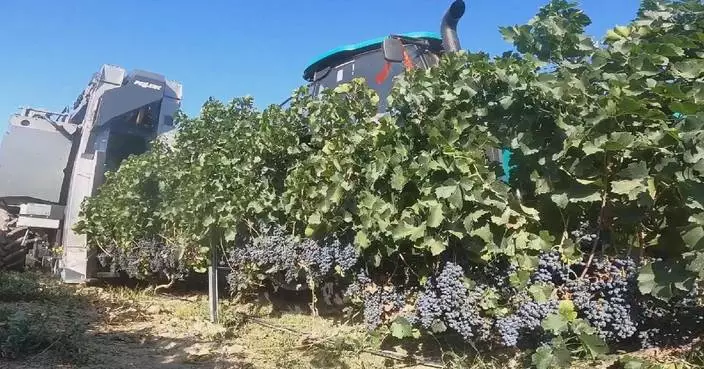 新疆瑪納斯縣引入機械化採摘 提升釀酒葡萄收成效率