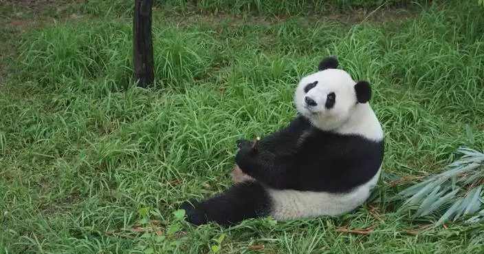 大熊貓赴美動物園 專家稱按基因及性情挑選