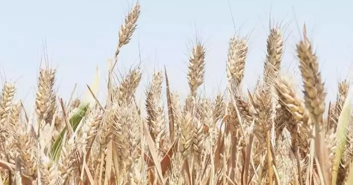 中國預計今年糧食豐收 夏季產量創紀錄