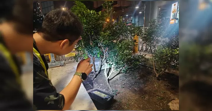康文署夜巡大隴街休憩花園監察鼠蹤 檢視連日滅鼠成效