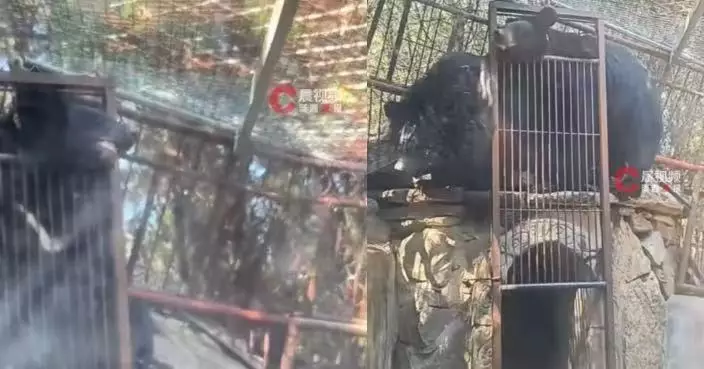 山東動物園黑熊掛展區裝置吐舌不動 遊客嚇壞通報 園方：只是在「裝死」
