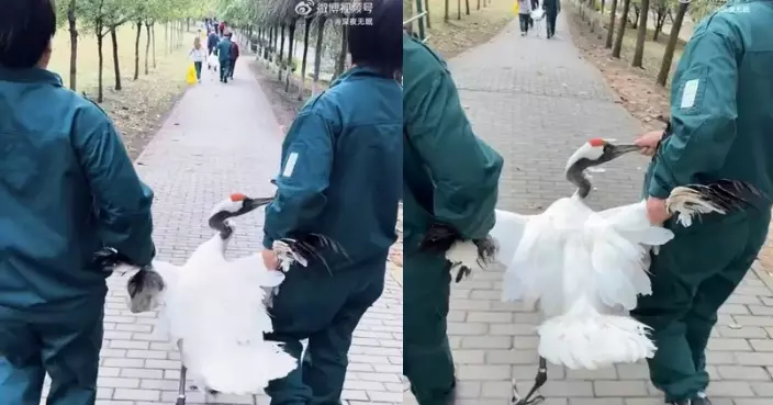 闖商店叼零食啄店員 瀋陽丹頂鶴被「押送」離場仍不死心頻頻回頭惹爆笑