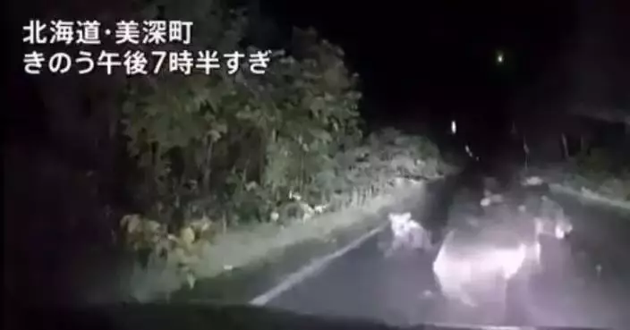 駕車返家遇棕熊母子擋路 日女遭母熊3度撲車撞穿引擎蓋嚇壞驚呼