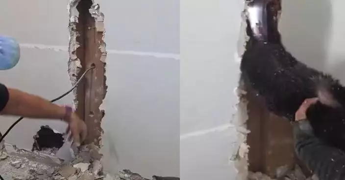 因飼主搬屋受驚躲入牆內 小貓倒掛狹縫5日無水無糧奇蹟生還