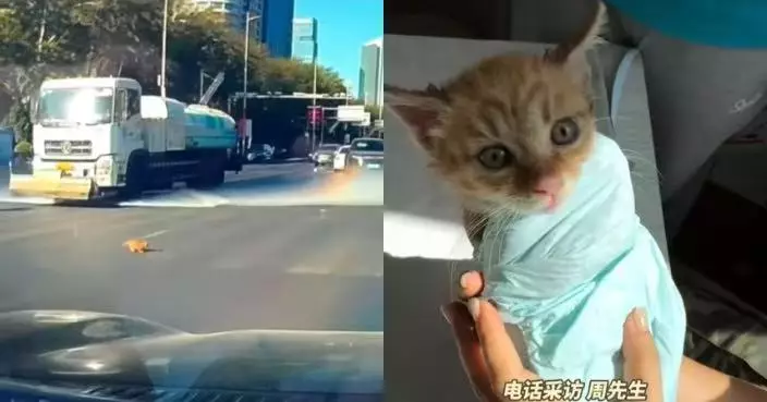 小貓受驚躲進汽車引擎艙 寧夏好心車主花3小時救出 送醫檢查後暖心收養