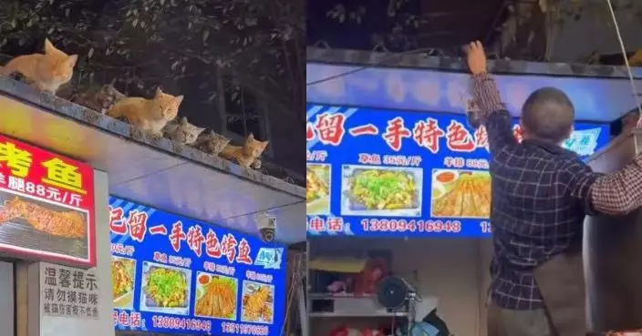貴陽烤魚店驚現4隻「監工貓」 齊坐屋簷等開餐萌翻網民