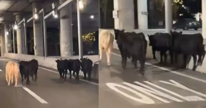 美國運牛貨車高速公路交匯處翻側墜落 數十隻牛逃出沿公路狂奔致交通大亂
