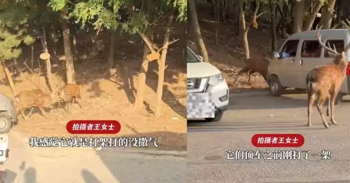 疑打架落敗 大連公園發情期公鹿轉身猛撞客貨車「出氣」 途人嚇壞急避開