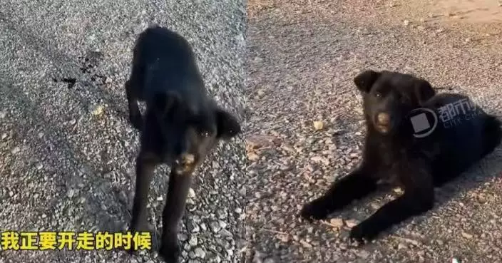 好心查看路邊受傷小狗遭撲咬 天津女見狗隻離奇死亡急赴醫院打狂犬病針