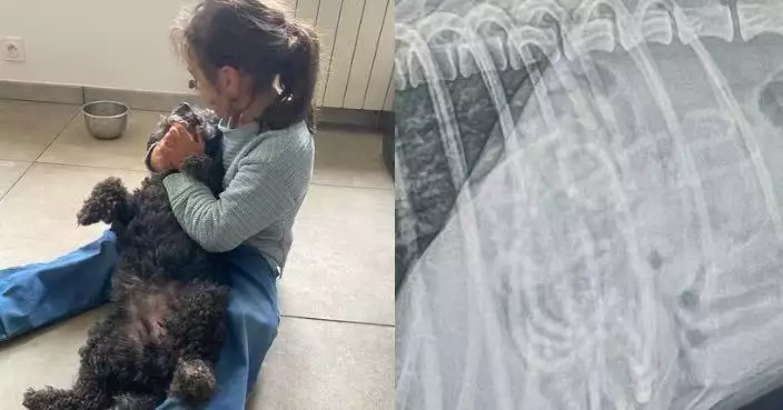 偷食近百條髮圈致腸塞敗血症 狗狗3周動3次手術險喪命仍堅強求生感動獸醫