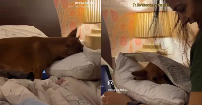 僅露頭和耳仔 迷你杜賓犬每晚睡前必鑽枕頭套縫隙萌翻網民