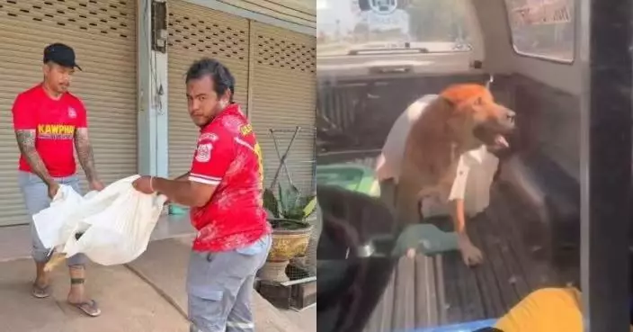泰國流浪犬倒臥街頭疑死亡 義工好心收屍安葬 上車5分鐘竟突然「復活」