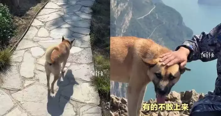 化身野生登山嚮導 湖北小黃狗主動帶路登頂還回頭等候遊客獲封「隱藏NPC」