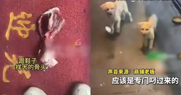蘇州店主洪水中救起數隻流浪狗 毛孩隔三差五叼肉上門疑「報恩」