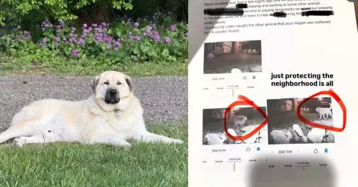 牧羊犬頻翻圍欄外出「巡邏」 美飼主收鄰居精心製作「5頁行蹤報告」哭笑不得