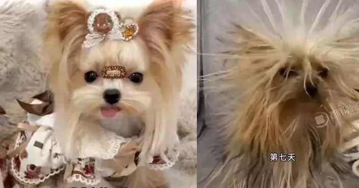 出差託父母照顧愛犬 河南女一周後見精緻約克夏犬變「炸毛海膽」 哭笑不得