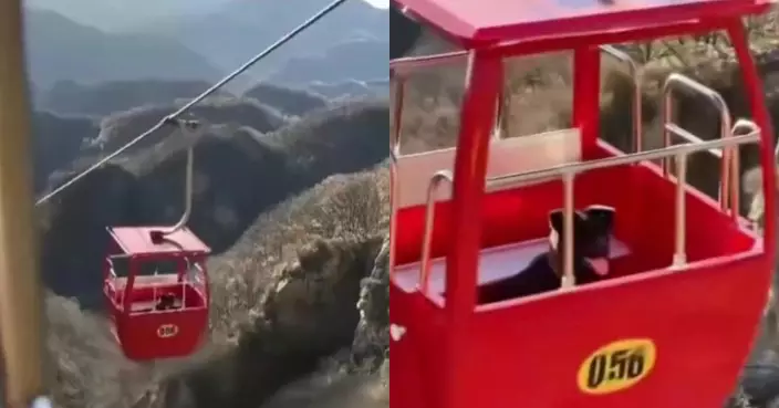 有片！黑狗獨自坐露天纜車登山 淡定欣賞風景引網笑：狗眼看世界