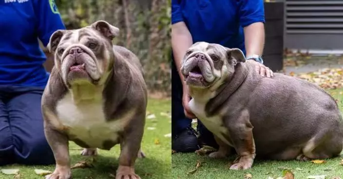 肥到似初生河馬 32.5KG鬥牛犬走幾步就跌倒 減近9KG找到幸福新家
