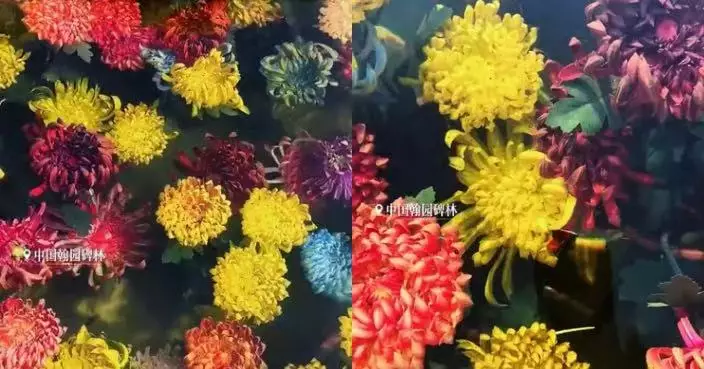 河南開封「水下浮菊」景觀爆紅 夢幻光影如莫奈油畫 網民疑AI生成