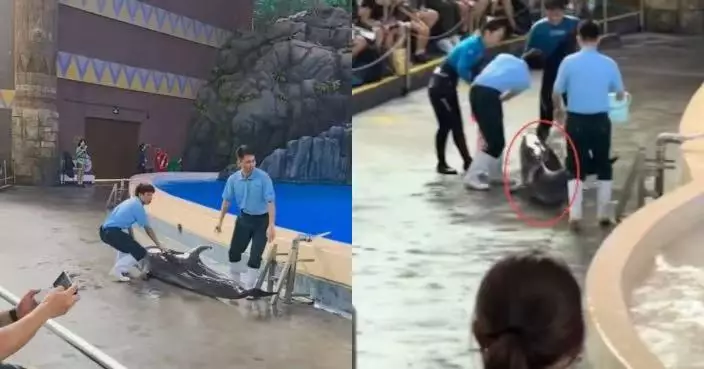 疑受游泳慣性衝出水池 珠海長隆海豚落地掙扎嚇煞觀眾 檢查後無大礙
